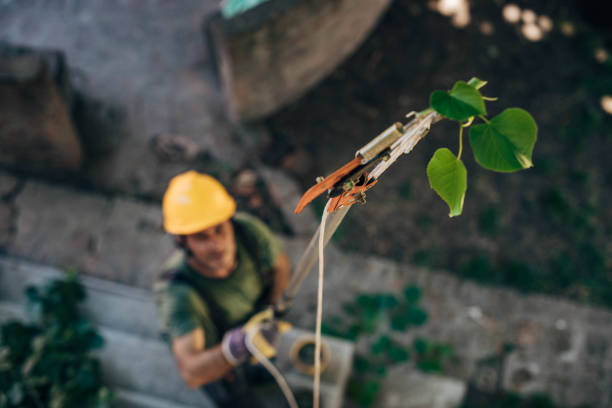 How Our Tree Care Process Works  in Delavan, IL